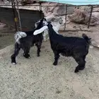 تيوس مخصى عوارض جذعان