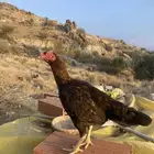 دجاجه باكستانيه للبيع