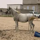 فرس للبيع لقاح