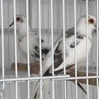 يمام ماسي ملكي تم البيع