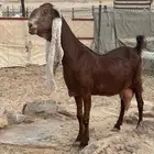 عنز خصم  مشروكة الجروم كفو