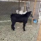 تيس مشروع فحل