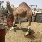 قعود