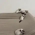 قطط صغيره
