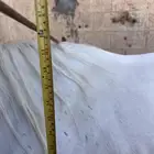 حصان واهو اصفر