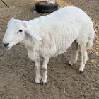 طلي حري جذع