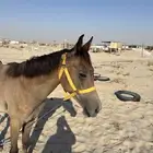 مهر للبيع هادي