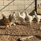 براهما العملاق اصل