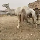 عشرا تحتها بكره