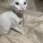 قط للتبني