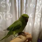 ببغاء درة