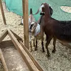 عنز يتبعها تيس وجفره