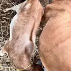 للبيع بقره والد تحتها ذكر مشروطه من كل شي تم البيع