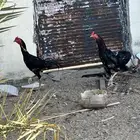 ديك سندي