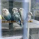 طيور روز