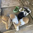 ارانب للبيع