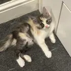 قطط للتبني