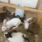 ارانب بلدي 5 إناث وذكر