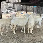 رخال للبيع تم البيع