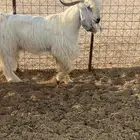 تيس فحل مشروك