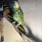 ببغاء الامازوني