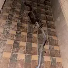 كت دبه سييرا فوكس نغمتها هاديه وحلوه والبيع سمح