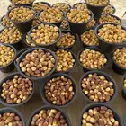 تمر رطب خلاص ومنيفي فاخر