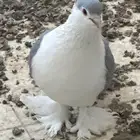 حمام شيرازي لونه نادر وفخم والحجم توب