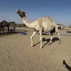 عشرا وبنتها