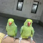 عصفور صحة جيده للبيع