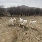 طليان مناسبات كفو