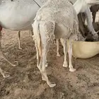 جنوب سعد قريب