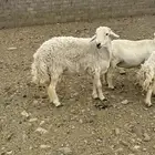 طلي صنف الصنف