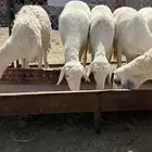 ضان حرش دفع