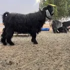 تيس فحل عارضي