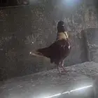 جوز حمام نوري احمر