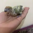 فرخ روز للبيع