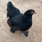 دجاج براهما