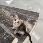 قطط صغيرة