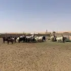 معزا مراح