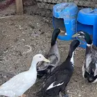 بط للبيع