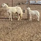 رخل ثنيه تحتها طلي ذبيحه