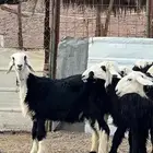 رخال نجد تأسيس مراح