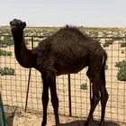 قعود