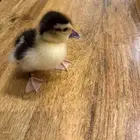 بطه صغيره اليفه للبيع