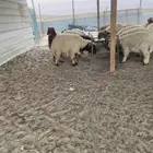 ذبايح نعيمي بلدي وتيوس بلدي مع الذبح والتغليف والتوصيل