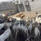 تيوس بحاره