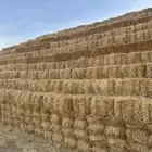 مخلوط شعير وهيبان