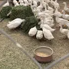 بط للبيع