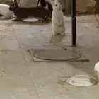 ارانب نذرلاند